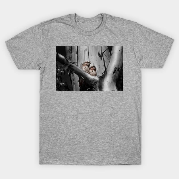 Tawny Frogmouth_6258A T-Shirt by seadogprints